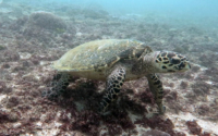 Leonardo, adopted for Laura by Robert Cobbold. Hawksbill turtle, Milele Reef, Diani, Kenya. Image.