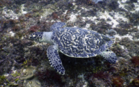 Flower, hawksbill, adopted for Harper by Kyle Hawksbill turtle, Kisima Mungu, Diani, Kenya. Image.