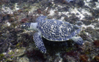 Flower, hawksbill, adopted for Harper by Kyle Hawksbill turtle, Kisima Mungu, Diani, Kenya. Image.