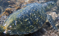 Tortony, hawksbill, adopted for Isaac by Sahya Hawksbill turtle, Kongo, Diani, Kenya. Image.