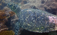 Sir, hawksbill turtle, adopted Hawksbill turtle, Mwanyaza, Diani, Kenya. Image.