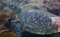 Sir, hawksbill turtle, adopted Hawksbill turtle, Mwanyaza, Diani, Kenya. Image.