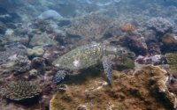 Gnojek, H075, adopted. Adopted sea turtle in Kenya. Image.