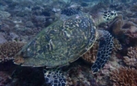 Charlie, hawksbill, adopted by Eric. Adopted hawksbill turtle. Kenya. Image