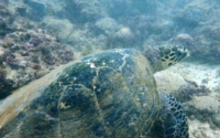 Ziglet, hawksbill turtle, adopted for Zia by Madeleine Dunford Hawksbill turtle, Kisima Mungu, Diani, Kenya. Image.