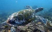 Crush, hawksbill, adopted by Tahney Jade Taylor. Adopted hawksbill turtle in Kenya. Image.