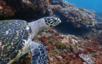 Emi, hawksbill, adopted for $TRTL Hawksbill turtle, Mashilingi, Kenya. Image.