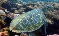 Brodie, hawksbill, adopted by Sarah Hawksbill turtle on reef, Mwanyaza, Diani Beach, Kenya. Image.