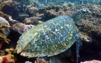 Brodie, hawksbill, adopted by Sarah Hawksbill turtle on reef, Mwanyaza, Diani Beach, Kenya. Image.