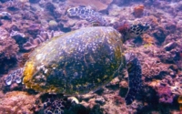 Paddis, hawksbill, adopted by Bjorn Arkenfall Hawksbill turtle swimming, Galu, Diani Beach, Kenya. Image.