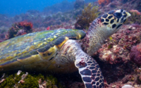 Skalman. hawksbill, adopted for Norah Arkenfall Lorenz Hawksbill turtle foraging on a reef, Mwanamochi, Kenya. Image.