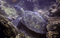 Jabali-Dolrun,<br /> green turtle, adopted for Nilesh by Sahya Green turtle, Milele Reef, Diani, Kenya. Image.