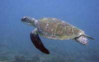 Janessa, green turtle, adopted for Janessa Green turtle swimming in the blue, Kenya. Image.