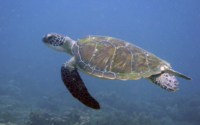 Janessa, green turtle, adopted for Janessa Green turtle swimming in the blue, Kenya. Image.