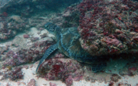Loren, green turtle, adopted for Loren by David Green turtle, Kisima Mungu reef, Diani Beach, Kenya. Image.