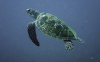 Malaika, green turtle, adopted for Rohan by Sahya. Geen turtle swimming in the blue, Mwanamochi Reef, Diani, Kenya. Image.