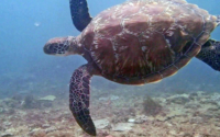Shelly, green turtle, adopted for Aysha Green turtle, Kisima Mungu South, Diani, Kenya. Image.