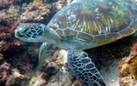 Suki, green turtle, adopted for Suki Green turtle resting on corals, Kisima Mungu, Diani Beach, Kenya. Image.