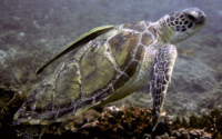 Tamiro, green turtle, adopted for Rohan by Sahya Green turtle with cleaner fish, Galu, Diani, Kenya. Image.