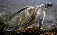 Tamiro, green turtle, adopted for Rohan by Sahya Green turtle with cleaner fish, Galu, Diani, Kenya. Image.