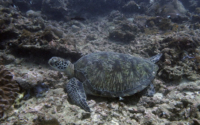 Zarafa-RS, green turtle, adopted for Rea by Sahya Green turtle on reef, Kisima Mungu Diani, Kenya. Image.