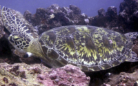 Adam, green turtle, adopted by Ninni Nordlund Green turtle resting on the reef, Galu, Diani Beach, Kenya. Image.