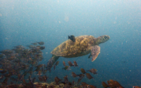 Amani S, green turtle, adopted by Sahya Green turtle swimming surrounded by fish, Galu, Diani, Kenya. Image.