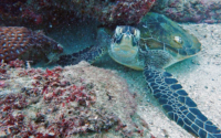 Lulu, green turtle, adopted by Rebecca Green turtle with barnacle, Kisima Mungu Reef, Diani Beach, Kenya. Image.