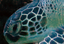 Piper, female green turtle Female green turtle left profile, Kuredu Caves, Lhaviyani Atoll, Maldives. Image.