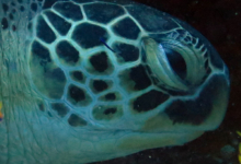 Piper, female green turtle Female green turtle right profile, Kuredu Caves, Lhaviyani Atoll, Maldives. Image.
