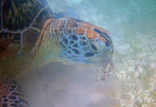 Noah, female green turtle Green turtle Noah eating seagrass. Image.