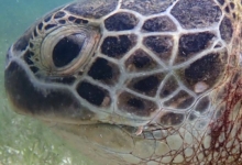 Sky, male green turtle Adult male green turtle left profile, Lhaviyani Atoll, Maldives. Image.
