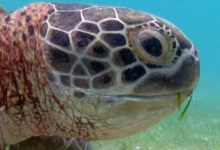 Sky, male green turtle Adult male green turtle right profile, Lhaviyani Atoll, Maldives. Image.