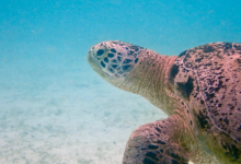 Sky, male green turtle Left profile of Sky, a male green turtle, on the seagrass meadows of Kuredu, Lhaviyani Atoll, Maldives. Image.