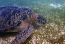 Marble, male green turtle Male green sea turtle eating sea grass, Lhaviyani Atoll, Maldives