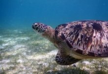 Marble, male green turtle Male green sea turtle swimming over sea grass, Lhaviyani Atoll, Maldives
