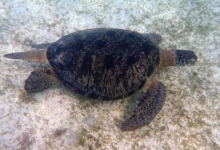 Marble, male green turtle Male green sea turtle swimming over sea grass, Lhaviyani Atoll, Maldives