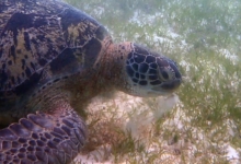 Marble, male green turtle Male green sea turtle eating sea grass, Lhaviyani Atoll, Maldives
