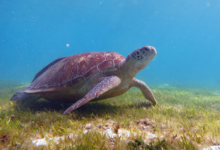 Mareena, female green turtle Female green turtle on sea grass, Lhaviyani Atoll, Maldives