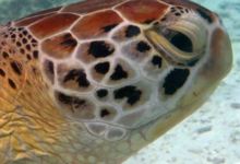 Noah, female green turtle Adopt a turtle. Adult female green sea turtle right profile, Lhaviyani Atoll, Maldives. Image.