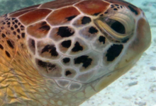 Noah, female green turtle Adopt a turtle. Adult female green sea turtle right profile, Lhaviyani Atoll, Maldives. Image.