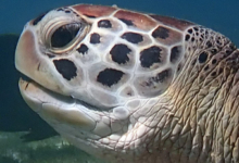 Noah, female green turtle Adopt a turtle. Adult female green sea turtle left profile, Lhaviyani Atoll, Maldives. Image.