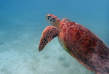 Noah, female green turtle Adopt a turtle. Adult female green sea turtle swimming over sea grass, Lhaviyani Atoll, Maldives. Image.