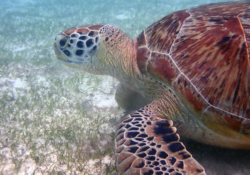 Noah, female green turtle Adopt a turtle. Adult female green sea turtle eating sea grass, Lhaviyani Atoll, Maldives. Image.