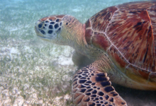 Noah, female green turtle Adopt a turtle. Adult female green sea turtle eating sea grass, Lhaviyani Atoll, Maldives. Image.