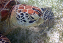 Noah, female green turtle Adopt a turtle. Adult female green sea turtle eating sea grass, Lhaviyani Atoll, Maldives. Image.