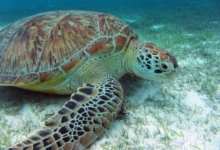 Noah, female green turtle Adopt a turtle. Adult female green sea turtle eating sea grass, Lhaviyani Atoll, Maldives. Image.