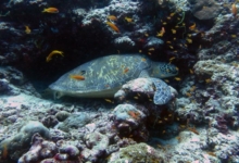Piper, female green turtle Female green turtle napping on a reef, Kuredu Caves, Lhaviyani Atoll, Maldives. Image.