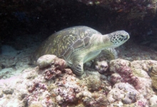 Piper, female green turtle Female green turtle on a reef, Kuredu Caves, Lhaviyani Atoll, Maldives. Image.