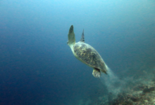 Piper, female green turtle Female green turtle with flippers lifted, swimming in the blue, Kuredu Caves, Lhaviyani Atoll, Maldives. Image.